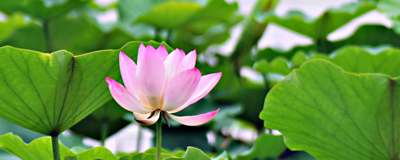 花瓶里的荷花如何快速开花