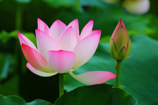 花瓶里的荷花如何快速开花