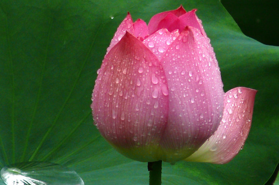 花瓶里的荷花如何快速开花