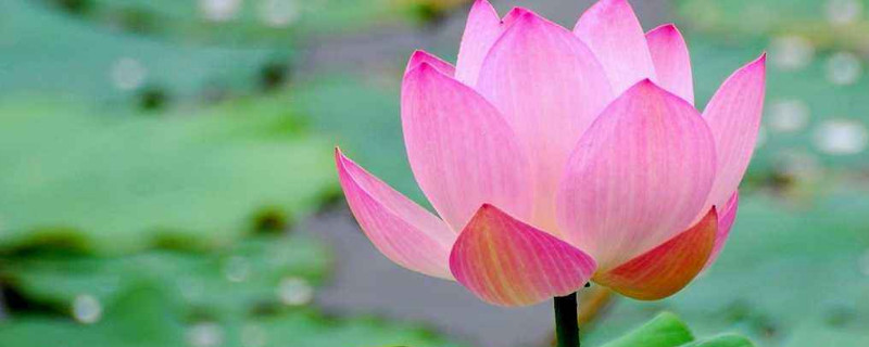 送荷花的寓意是什么