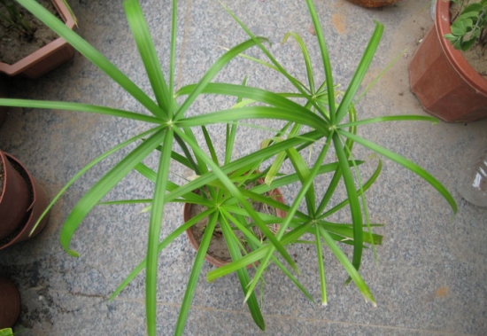 水竹有什么作用：观赏、净化水质