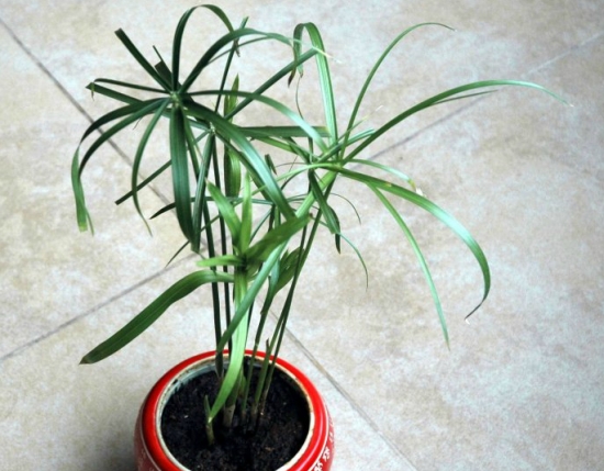 水竹有什么作用：观赏、净化水质