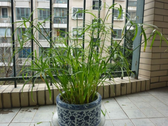 水竹有毒吗：据说全身都是宝