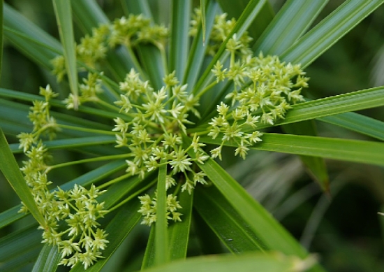 水竹的功效与作用：消肿、解毒，主治肺热喘咳