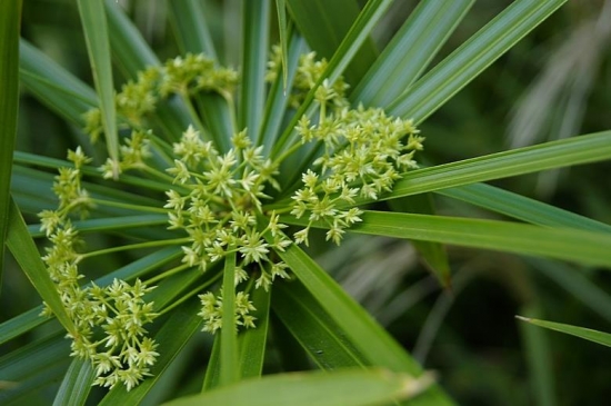 水竹如何养：在春夏秋以水养为好