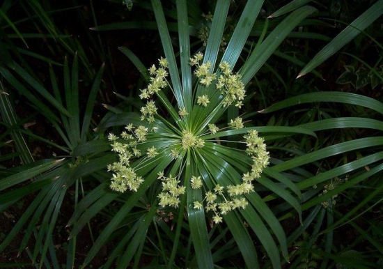 水竹如何养：在春夏秋以水养为好