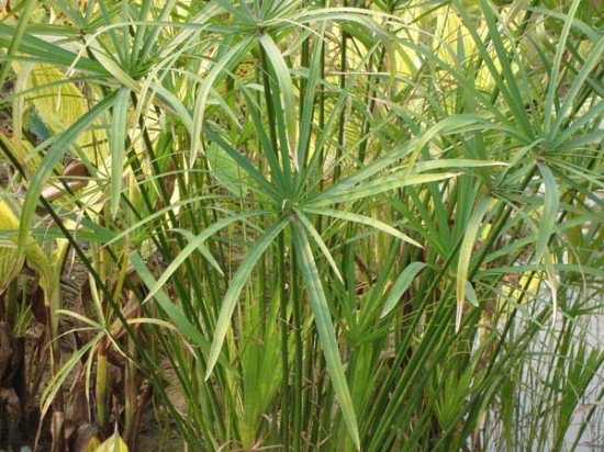 水竹叶子发黄的原因分析和处理办法