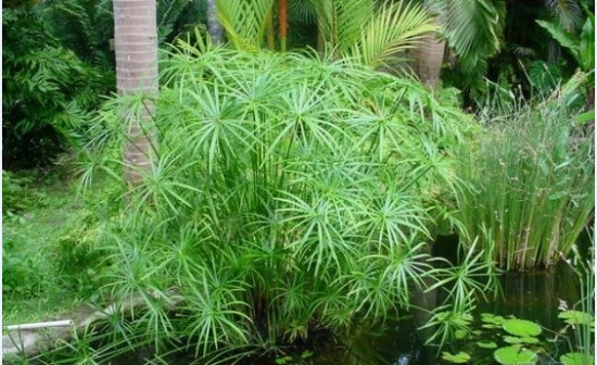 水竹叶子发黄的原因分析和处理办法