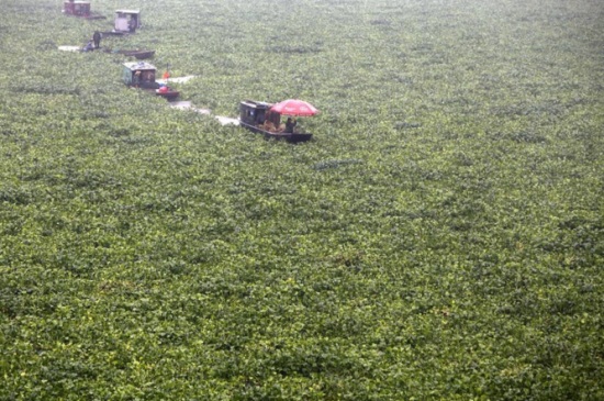 水葫芦如何治理，机械搅碎并生物预防和治疗