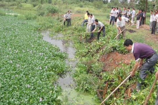 水葫芦如何治理，机械搅碎并生物预防和治疗