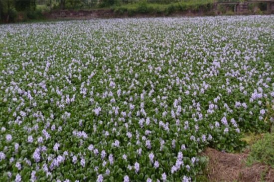 水葫芦如何治理，机械搅碎并生物预防和治疗