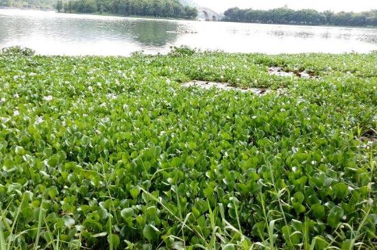 水葫芦会污染水质吗，污染严重繁殖力强