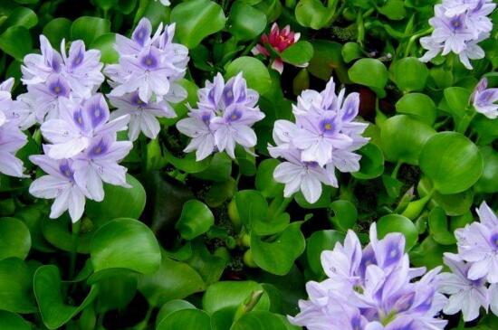 水葫芦如何养,亮光环境勤换水
