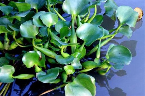 水葫芦冬季会冻死吗，春季重新萌发新叶