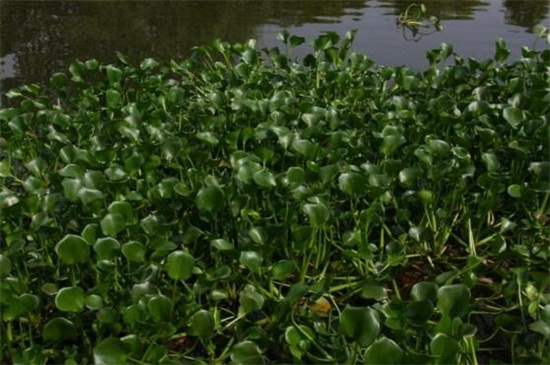 水葫芦冬季会冻死吗，春季重新萌发新叶