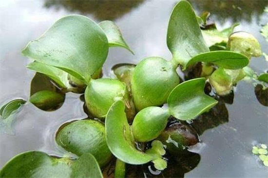 水葫芦如何繁殖，分株扦插两种办法繁殖