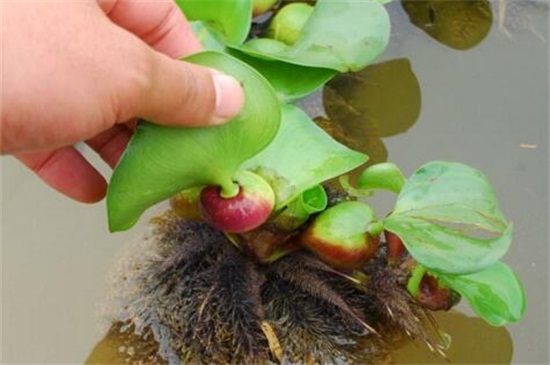 水葫芦如何繁殖，分株扦插两种办法繁殖