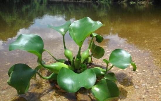 水葫芦的由来：原产于南美，属于外来物种