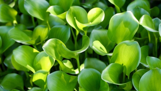 水葫芦的作用 水葫芦的作用:净化污水,制造工业用品