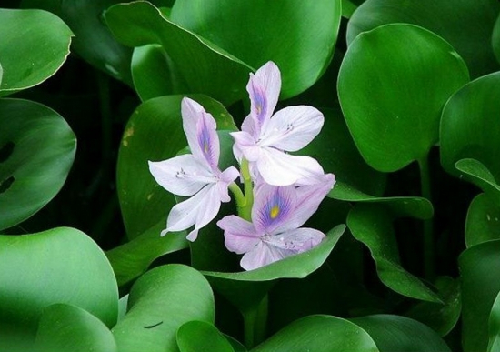 水葫芦的作用 水葫芦的作用:净化污水,制造工业用品