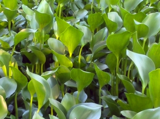 水葫芦的作用 水葫芦的作用:净化污水,制造工业用品