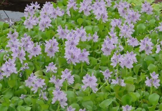 水葫芦的作用 水葫芦的作用:净化污水,制造工业用品