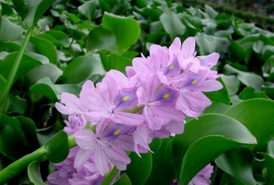 水葫芦的作用 水葫芦的作用:净化污水,制造工业用品