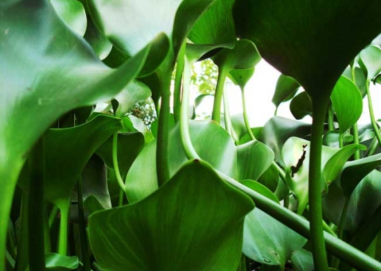 水葫芦的作用 水葫芦的作用:净化污水,制造工业用品