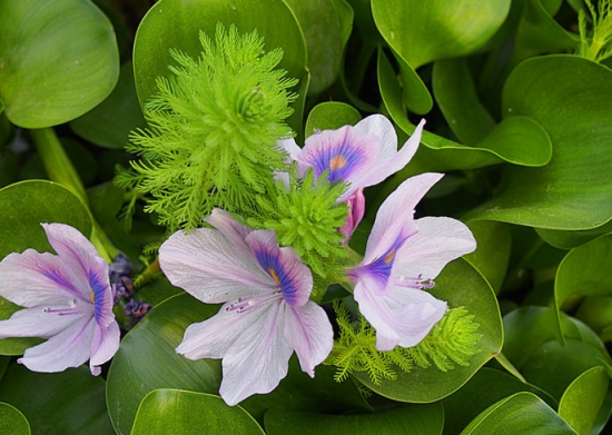 水葫芦的作用 水葫芦的作用:净化污水,制造工业用品