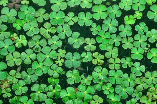 浮萍是什么意思