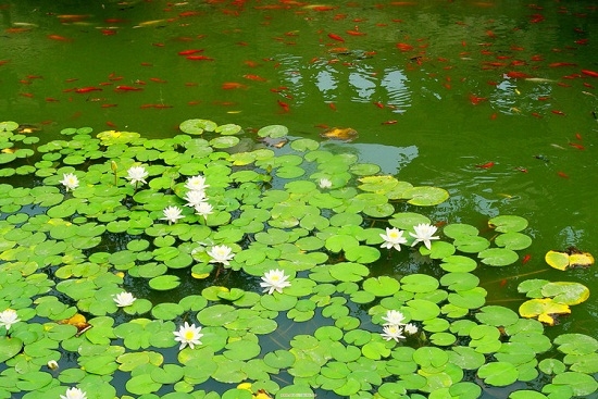 浮萍歌词：与浮萍有关的歌词简介