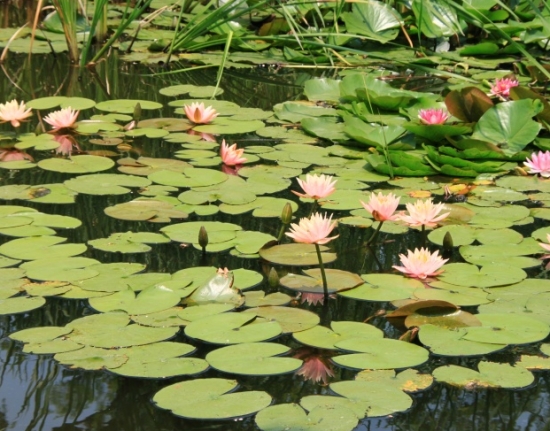 浮萍歌词：与浮萍有关的歌词简介