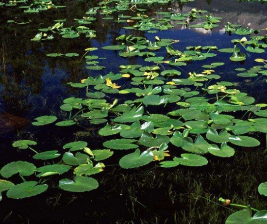 水上的浮萍歇后语：无依无靠、随波逐流、萍水相逢