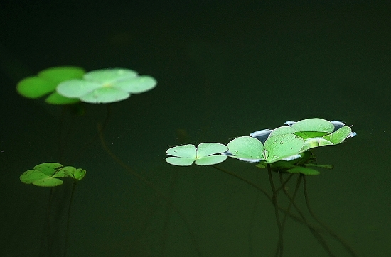水上的浮萍歇后语：无依无靠、随波逐流、萍水相逢