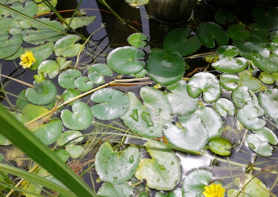 浮萍的功效与作用：十大功效作用
