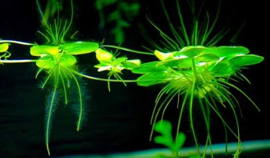 浮萍是什么：一种浮萍科水生浮生植物，可做饲料