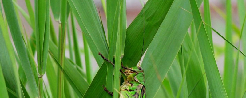 苇子叶包粽子如何外理