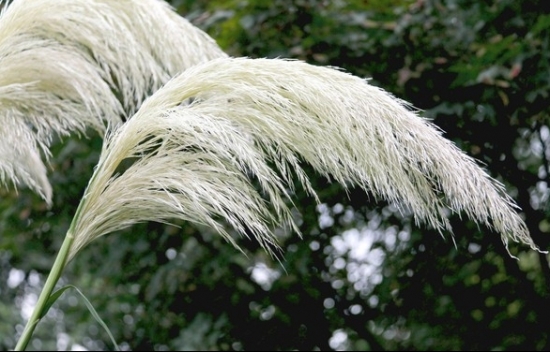 芦苇的用途：在畜牧业、制造业及临床医学上用途甚广