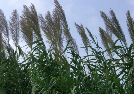 芦苇的用途：在畜牧业、制造业及临床医学上用途甚广