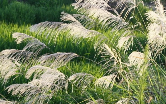 芦苇的价格 芦苇的价格:芦苇的价格行情及相关知识介绍