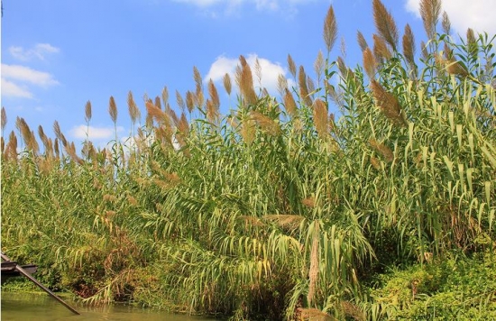 芦苇 芦苇的价格:芦苇的价格行情及相关知识介绍