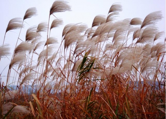 风吹芦苇 芦苇的价格:芦苇的价格行情及相关知识介绍