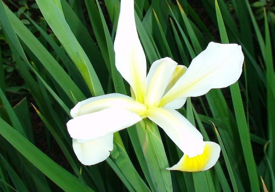 菖蒲的功效与作用：心血虚者不宜服用