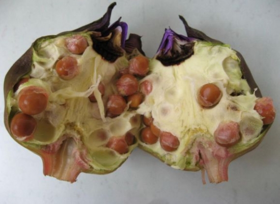 芡实的功效与作用及食用办法：关于芡实八大功效和三种吃法