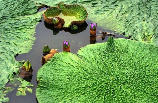 奇特的芡实 芡实的功效与作用及食用办法:关于芡实八大功效和三种吃法