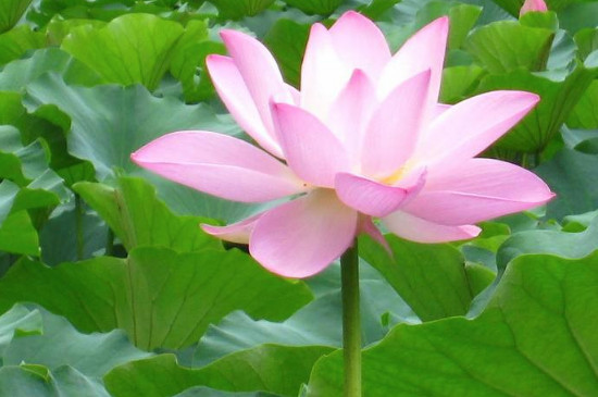 荷花和菊花如何传播种子