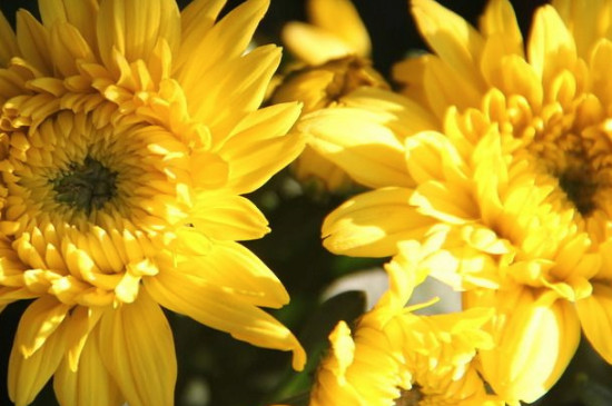 荷花和菊花如何传播种子