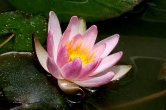 水莲花如何养盆栽水培