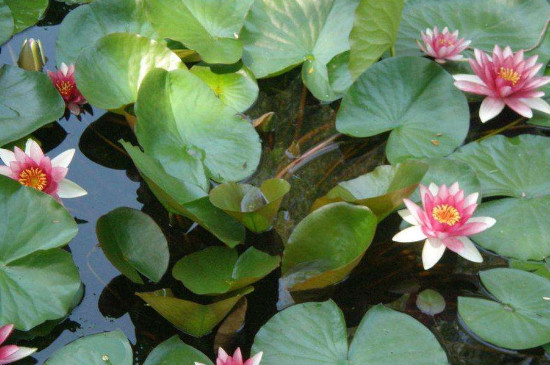 水莲花如何养盆栽水培