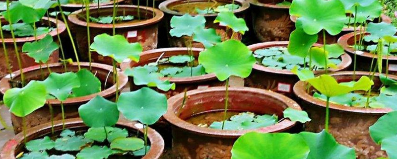 荷花缸里有虫子如何办